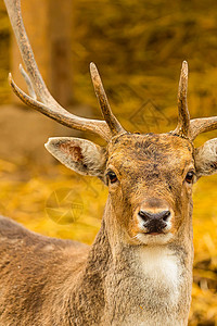 棕色鹿肖像寻找相机图片