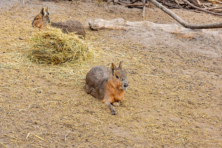 长腿美洲野兔模仿空间森林角斗士AmericanMaraDollichotispata图片