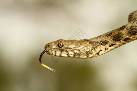 欧洲无毒水骰子蛇显舌图片