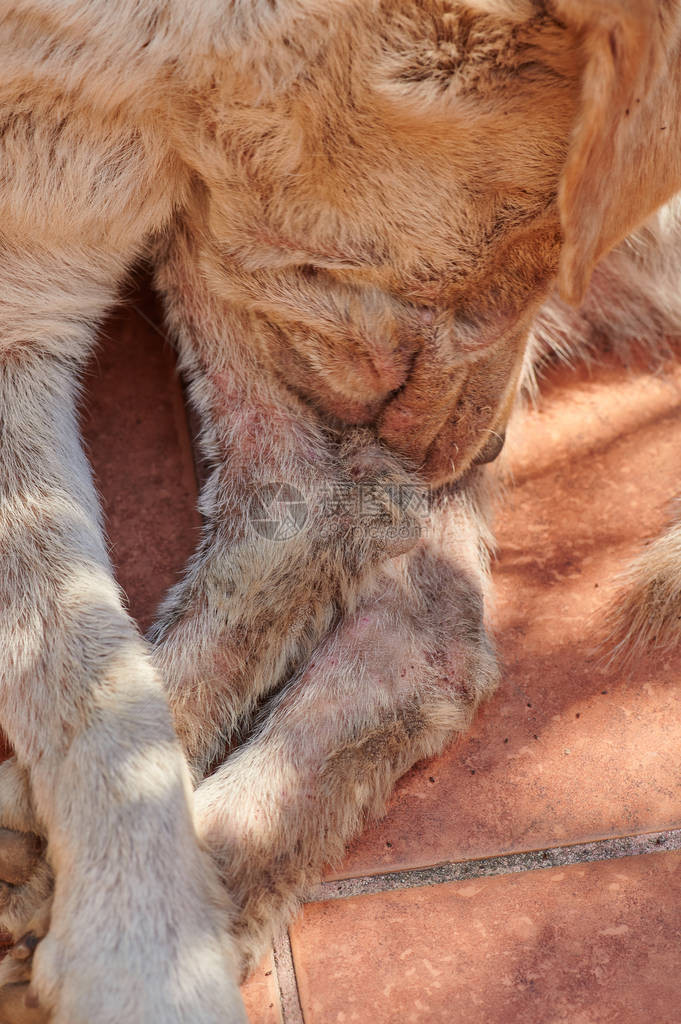 红色皮肤的狗腿动物过敏主题图片