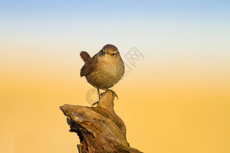 可爱的小鸟黄色蓝自然背景鸟类欧亚特图片