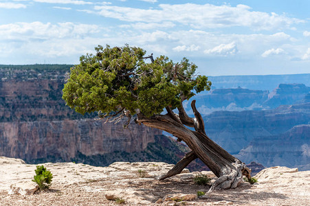 大峡谷南缘的一棵孤松树图片