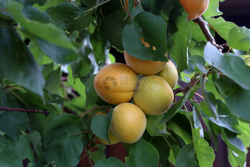 一束熟杏在树枝上图片