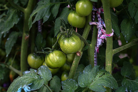 西红柿在温室里成熟图片