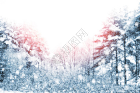 冰冻的森林冬季风景雪覆盖着树木图片