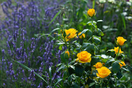 一朵盛开的黄色玫瑰的特写镜头以淡紫色花为背景图片