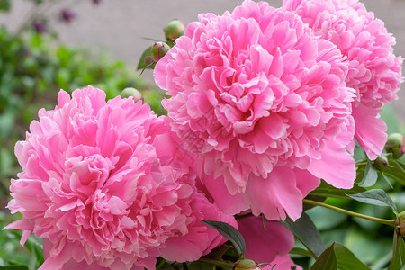 春季和夏季绿叶上明亮的粉红花朵图片