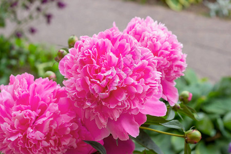 春季和夏季绿叶上明亮的粉红花朵背景图片