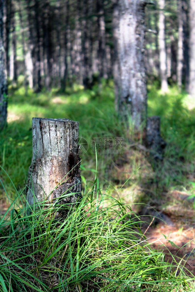 沐浴在阳光下的鲜绿色森林中的老树桩在高的绿草丛中锯掉树干根植于地面环图片