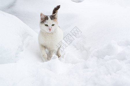 小猫在雪地滑雪中溜过雪猫慢地把图片
