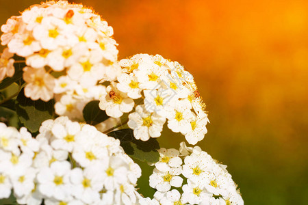 花开散景模糊横幅春天横幅背景选择焦点橙色阳光花卉温图片