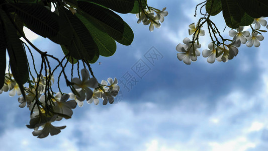 弗朗吉帕尼或花朵蓝天和图片