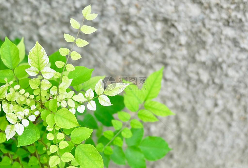 植物园美丽的长青植物或绿色布什反对水泥地板Green图片