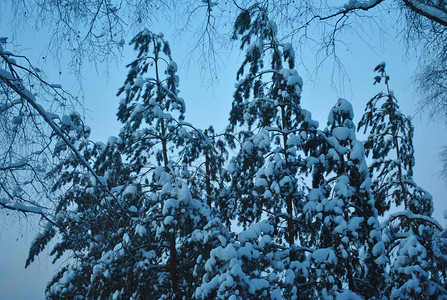 冬天雨林中雪覆图片