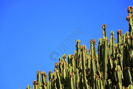 蓝天对面的坎多拉布伦埃普霍尔比亚坎多拉布伦仙人掌图片
