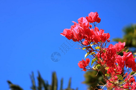 盛开的红布加维亚花图片
