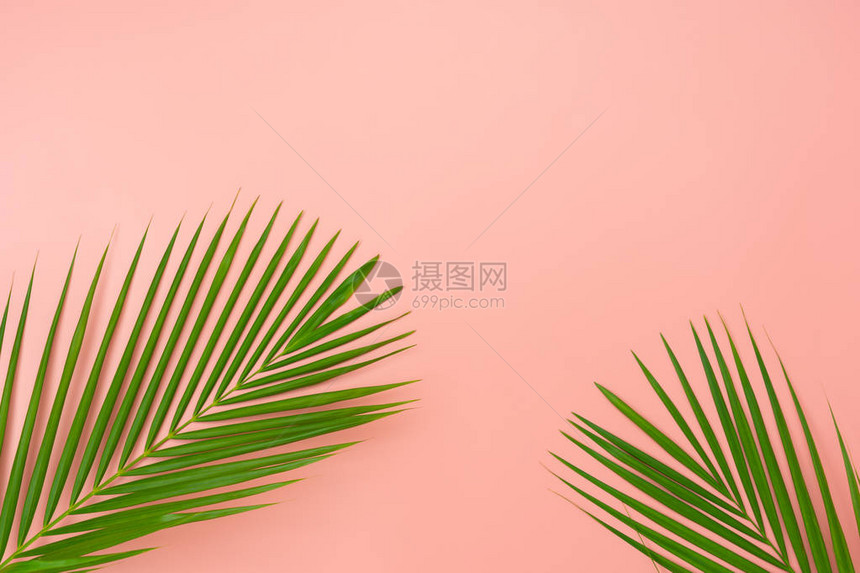 夏季假期背景概念的桌面视图空中图像现代质朴的粉红色纸背景上的平躺椰子或棕榈绿叶创意设计的自由空间模图片