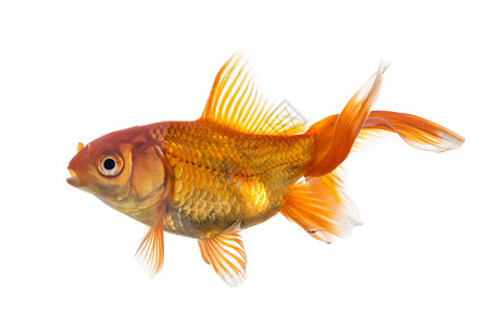淡水族馆中的单一青金鱼Carassiusauratus图片