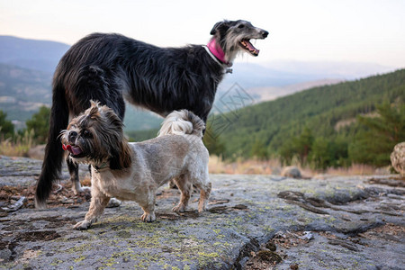 一只灰狗和一只西施犬在山上的岩石上玩耍图片