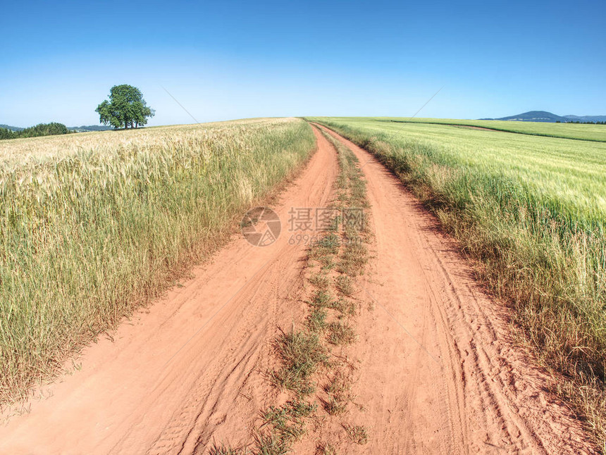 大麦田之间的红农场路尘土路穿过绿地孤图片