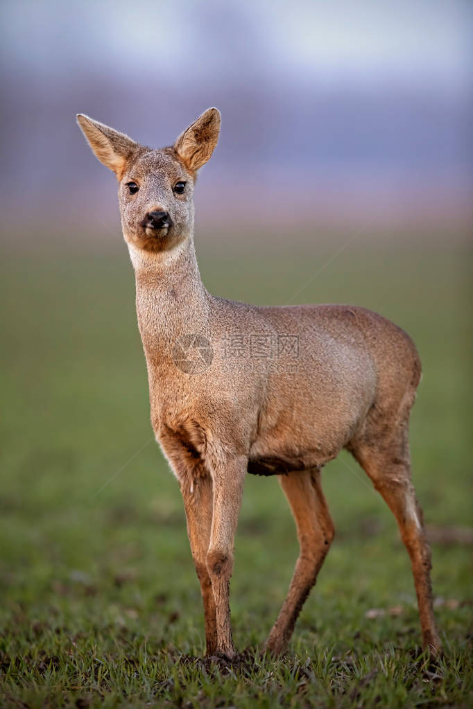 獐鹿狍母鹿的垂直正面特写图片