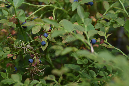 蓝莓夏天在森林地板图片