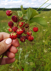 雌手握着一束红野草莓在俄罗斯图片
