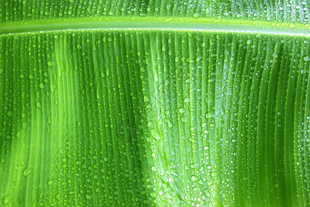 新的绿叶背景香蕉叶用水滴图片