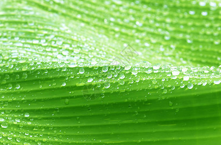 新的绿叶背景香蕉叶用水滴图片
