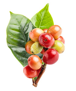 咖啡树枝上的红咖啡豆图片