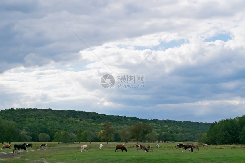 许多奶牛在绿草地上秋天草地和阴云图片