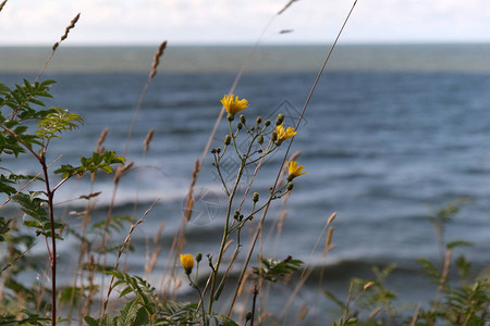 风暴海景视图在波罗的海风暴期间背景海浪图片