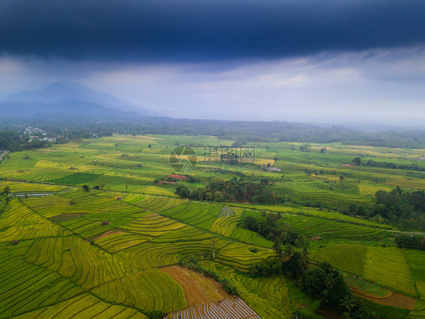 北Bengkulu的绿稻田图片