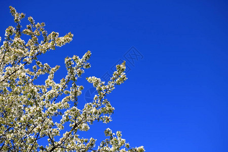 蓝天下春天的樱花图片