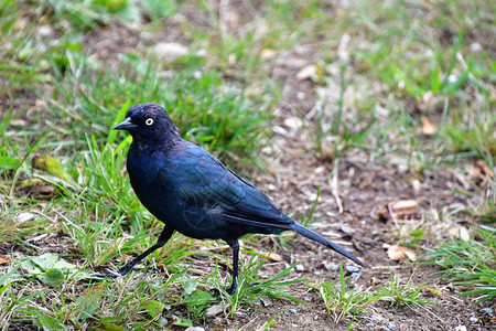 Arewer的黑鸟在地上游荡加拿大不列图片