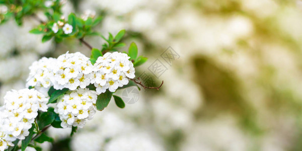 柔和的焦点模糊了花朵树的春天花朵横幅背景选择焦点温暖的阳光图片