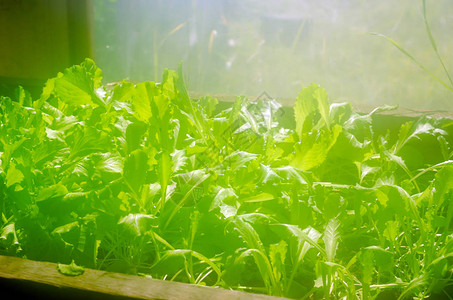 生菜叶生长在窗边的木制温室里图片