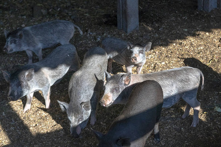 农业有经验的年轻小猪吃食物他们背景图片