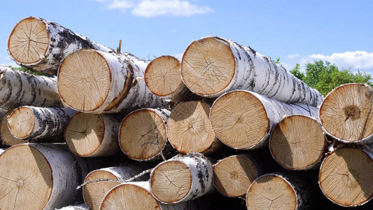 一堆桦木柴火素材砍伐的桦树在森林里的一堆上砍伐桦树在森林里工背景图片