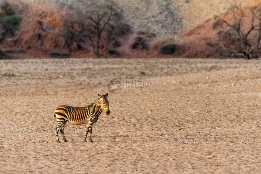 一只哈特曼山Zebra正在勉强接近赞比亚Khomas地图片