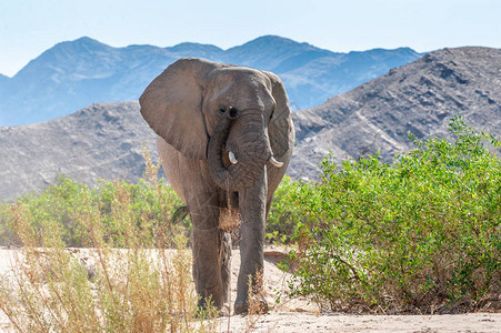 沿纳米比亚西部Honaib河岸放牧的沙漠大象LoxodontaA图片
