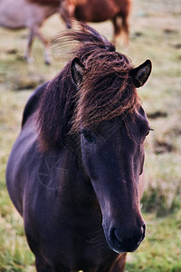 冰岛马冰岛马是冰岛养成的一匹马品图片