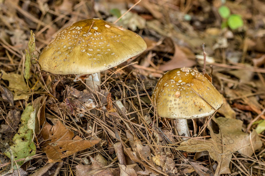 野生的蘑菇在草丛中生图片