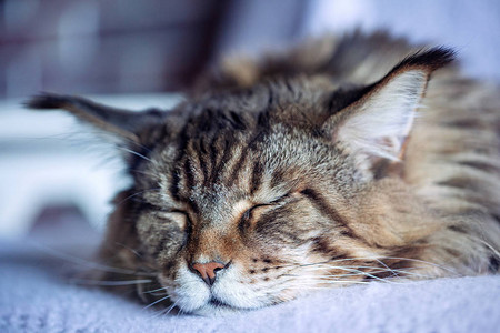 蓬松睡缅因猫的肖像图片