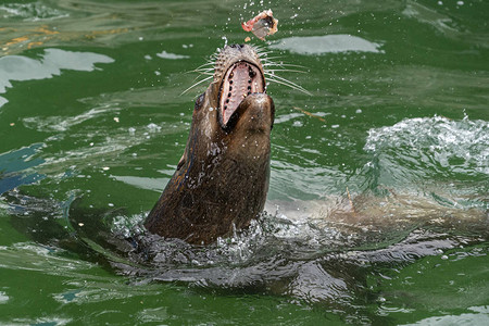 海狮一边吃鱼一边细节图片