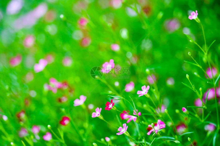 花园中鲜艳多彩的粉红图片