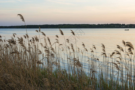 湖上的日落前景是芦苇和草图片