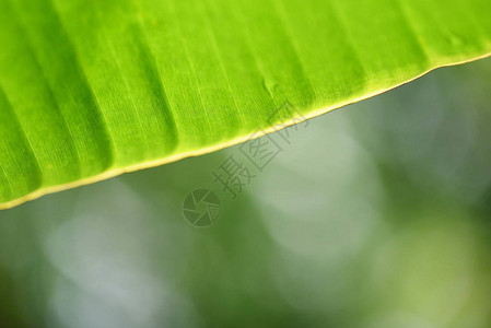 绿色背景和bokeh热带树叶图片