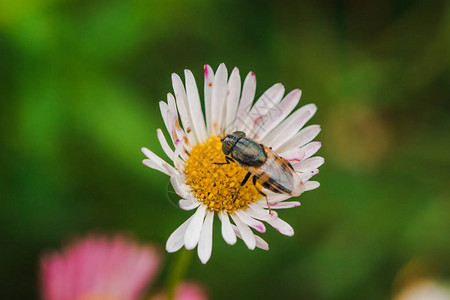 雏菊上的蜜蜂在大自然图片