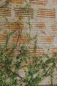 在旧砖墙旁的FicusPumila被广图片